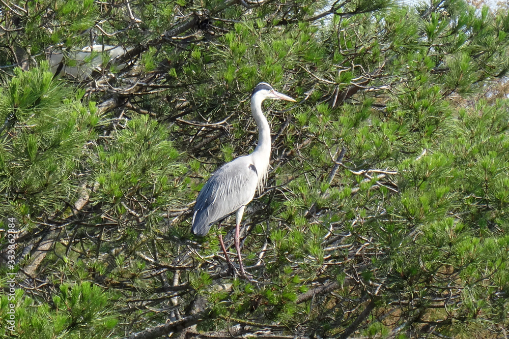 Fototapeta premium Ardea cinerea
