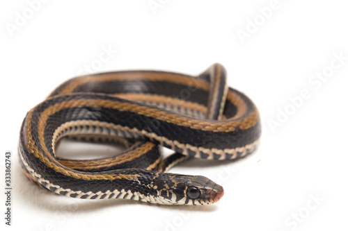 The striped keelback, Xenochrophis vittatus, is a species of snake found mainly in Indonesia isolated on white background photo