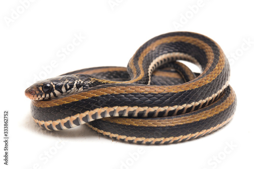 The striped keelback, Xenochrophis vittatus, is a species of snake found mainly in Indonesia isolated on white background photo