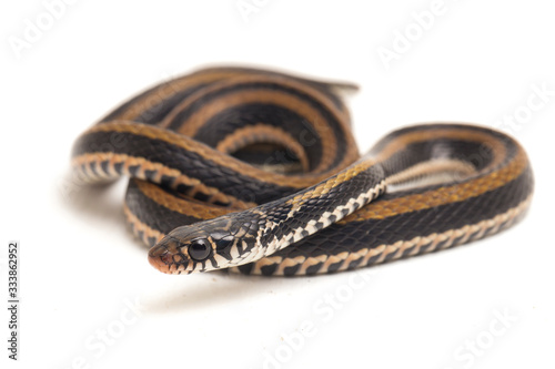 The striped keelback, Xenochrophis vittatus, is a species of snake found mainly in Indonesia isolated on white background photo