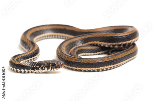 The striped keelback, Xenochrophis vittatus, is a species of snake found mainly in Indonesia isolated on white background photo