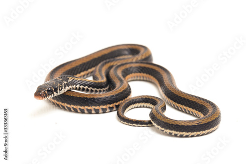 The striped keelback, Xenochrophis vittatus, is a species of snake found mainly in Indonesia isolated on white background photo