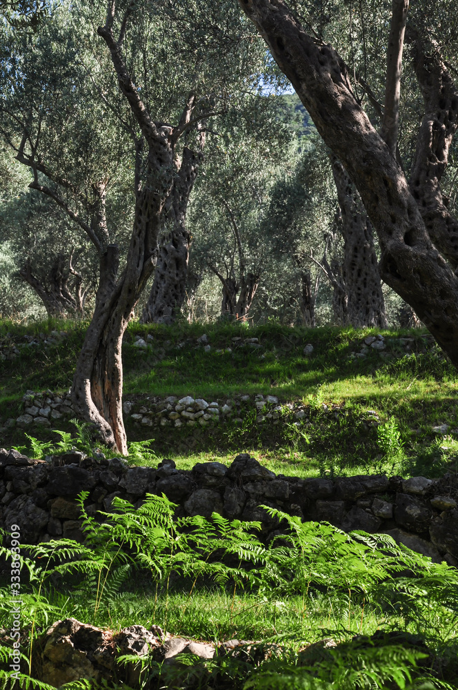 Gnarled, split and twisted trunk of olive tree outdoors in Montenegro Gnarled, split and twisted trunk of olive tree outdoors in Montenegro