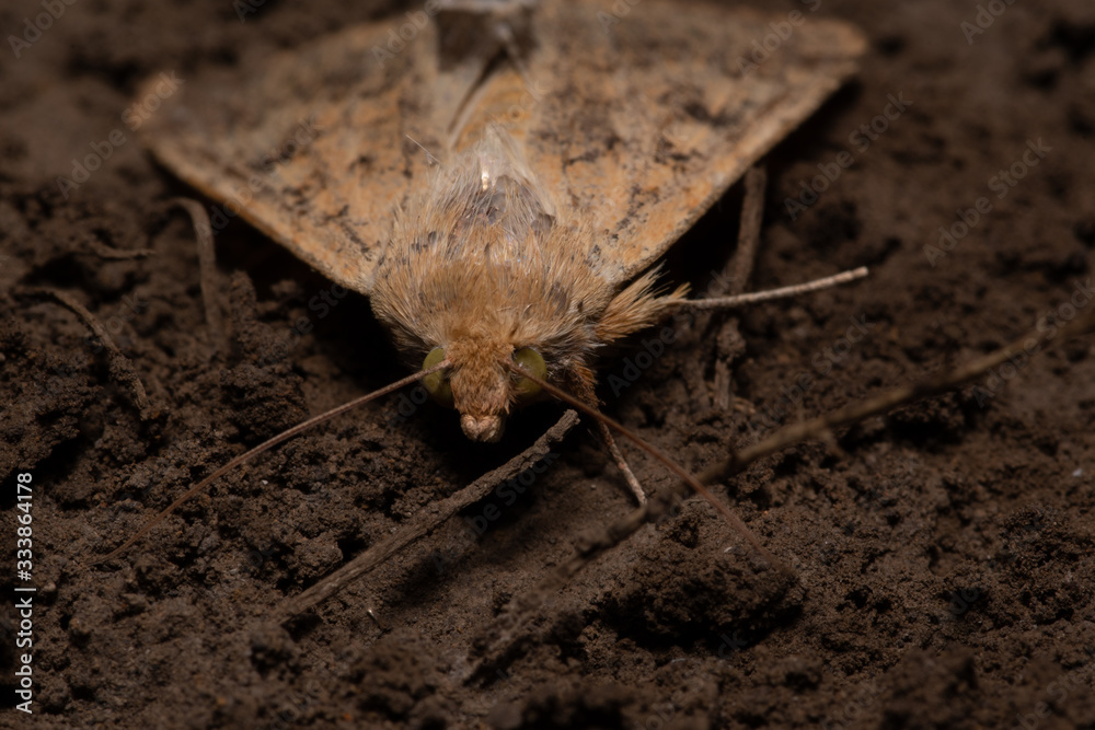 Obraz premium moth from the dry swamp