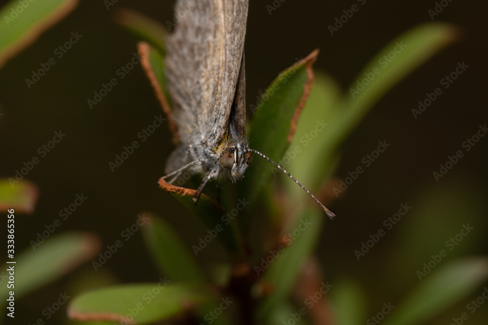Fototapeta premium Moth on flower