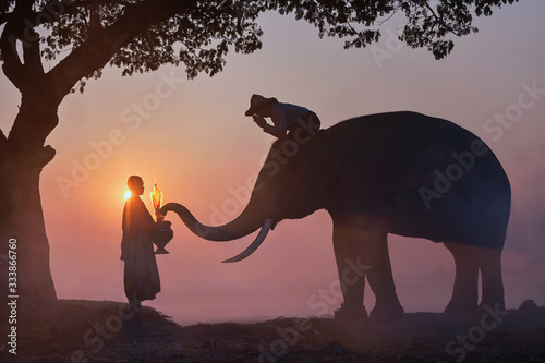 Elephant and Monk  Surin Thailand
