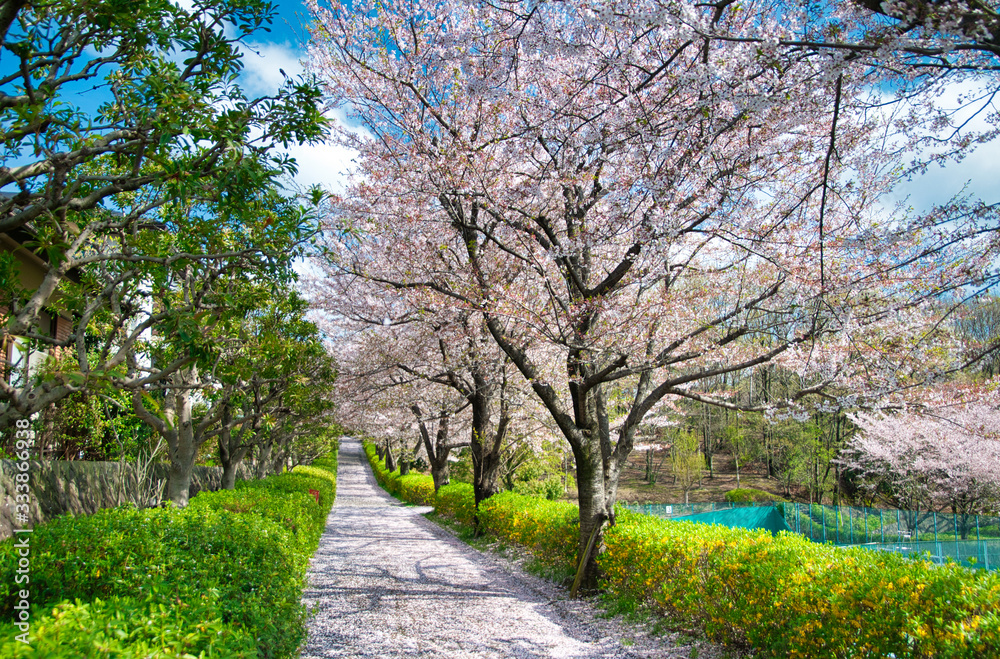 桜, 花, ピンク, 木, 自然, 咲く, 白