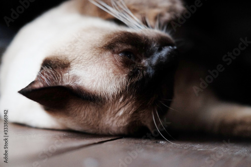 Siamese cat enjoy and sleeping on wooden floor in house with natural sunlight.