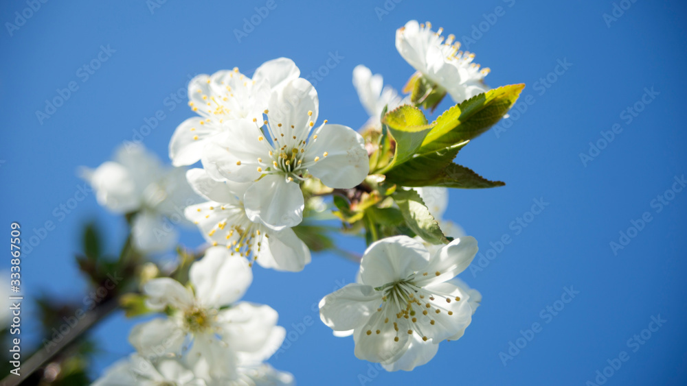 Blossoming cherry trees in spring Blossoming cherry trees in spring