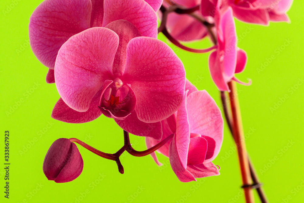 Fototapeta premium Close up of beautiful phalaenopsis orchid flowers on bright background