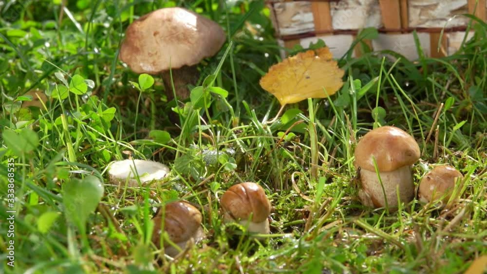 Close up of a hand is picking fresh boletus mushroom from the grass on the summer day after rain