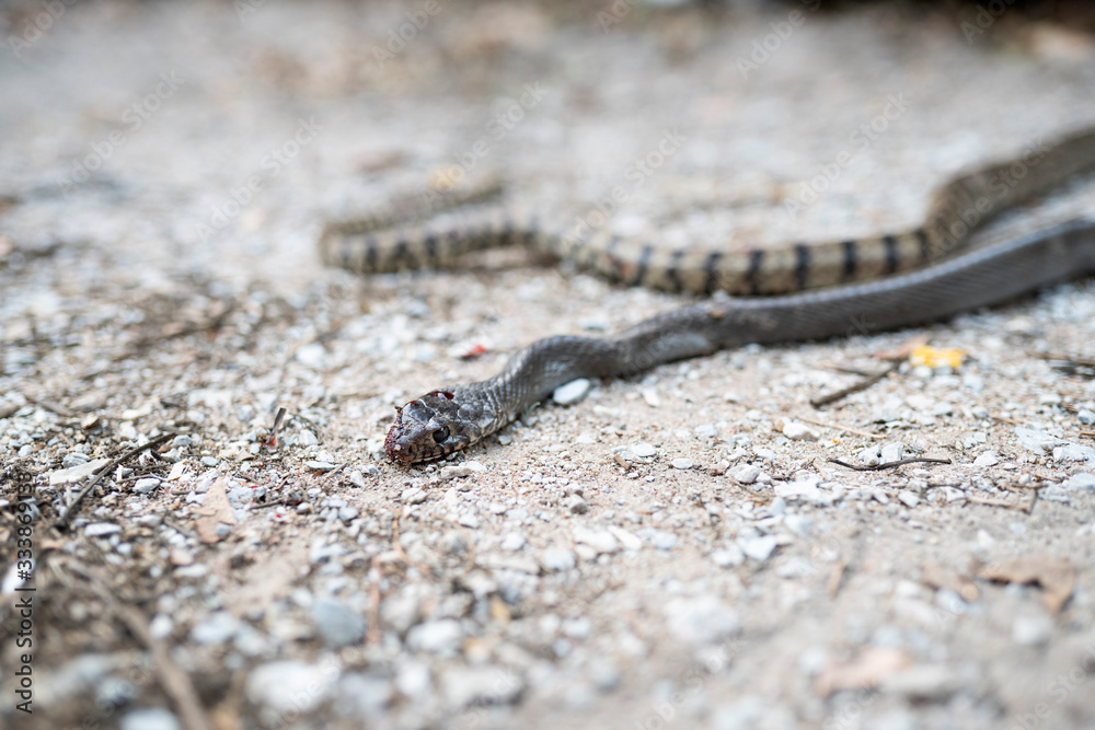 Banded rat snake head which die and bleeds after defeat from the fight. Injured snake and dead in the ground. snake die. Banded rat snake head which die and bleeds after defeat from the fight. Injured snake and dead in the ground. snake die.