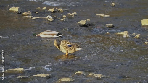 Spot-Billed Duck, Anas Poecilorhyncha in South Korean shallow river photo