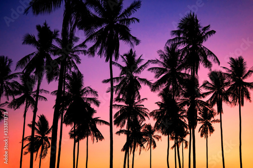 palm or coconut trees with twilight sky