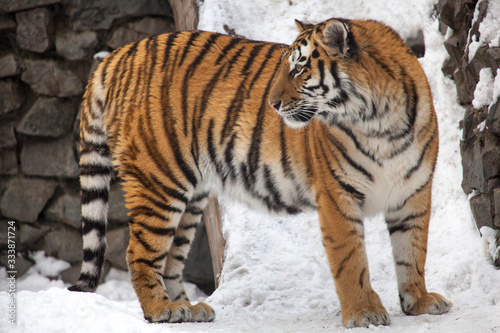 Tiger at the zoo in winter