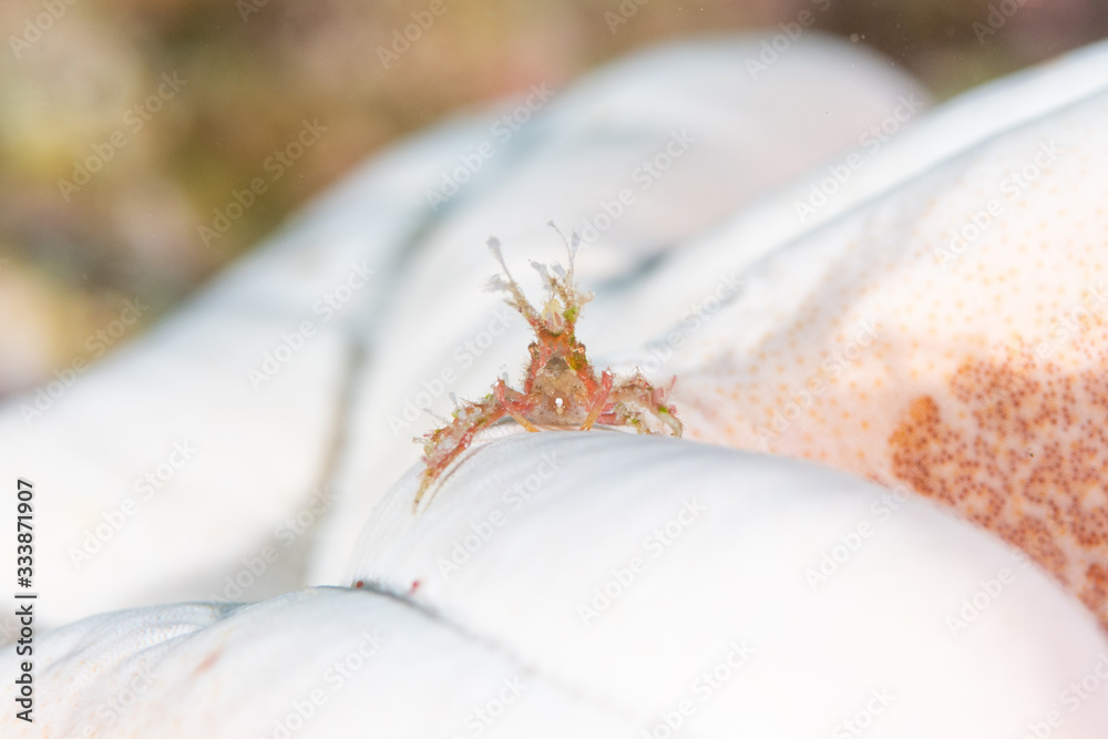 Obraz premium カニ