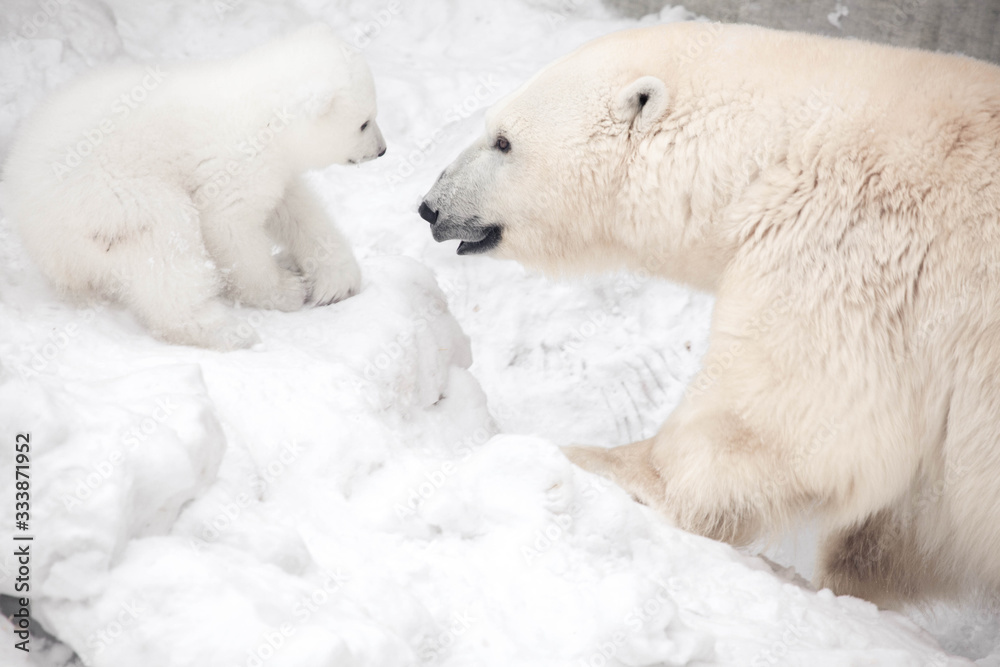 Naklejka Little polar bear cub is playing with mom
