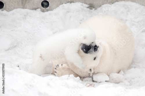 Fototapeta Little polar bear cub is playing with its mom