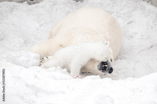 Fototapeta Little polar bear cub is playing with its mom