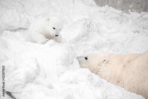 Polar bear cub is playing hide-and-seek with its mom female bear