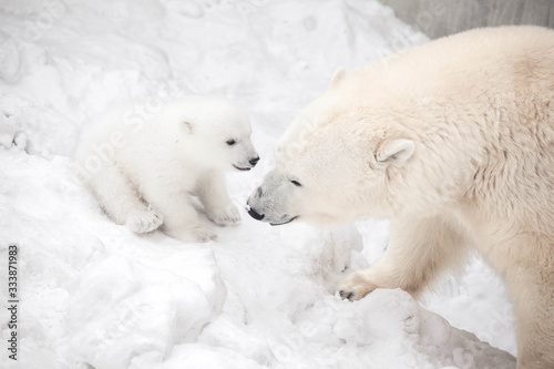 Little polar bear cub is playing with mom