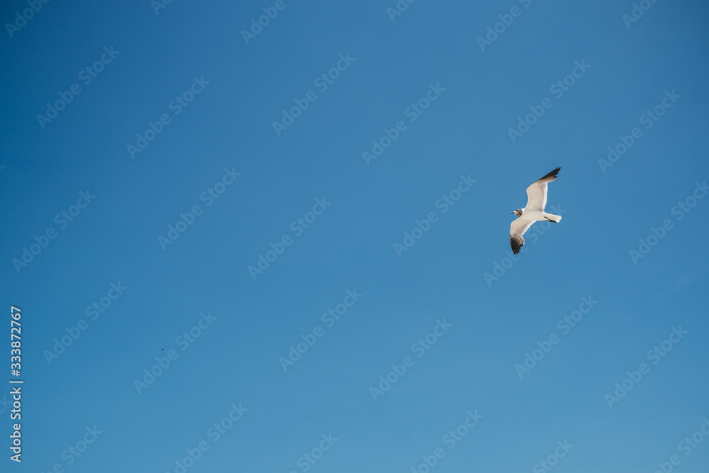 seagull in the sky seagull in the sky