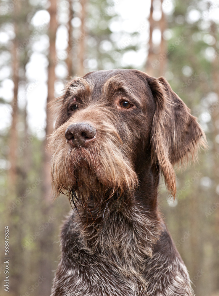 Dog breed German Wirehaired pointer portrait on nature