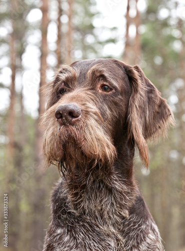 Dog breed German Wirehaired pointer portrait on nature