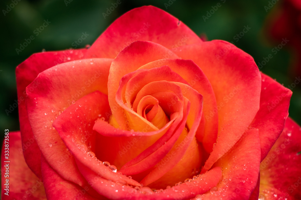 Closeup of Colorful Rose Flower in Rain with Water Droplets on Petals Closeup of Colorful Rose Flower in Rain with Water Droplets on Petals