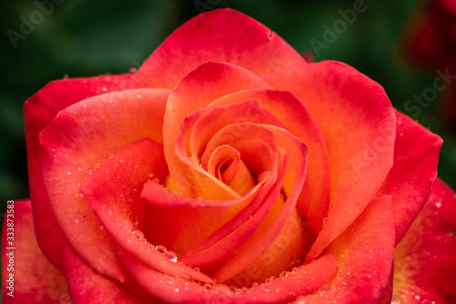 Closeup of Colorful Rose Flower in Rain with Water Droplets on Petals