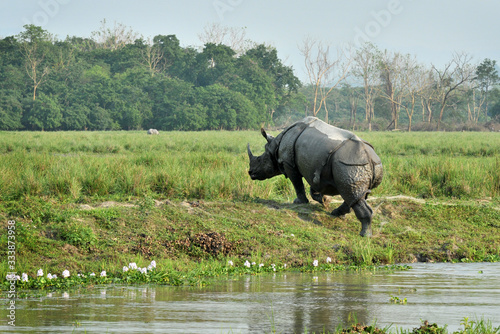 A one horned Rhino at wetland of Pobitora .