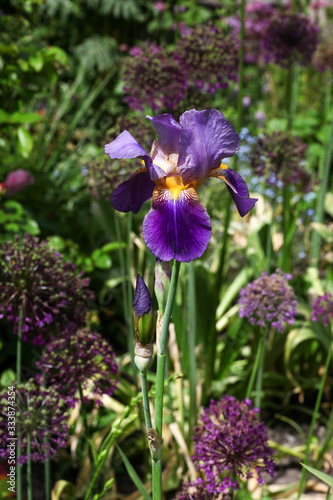 Purple iris barbata flower with some allium in the sunny perennial cottage garden 