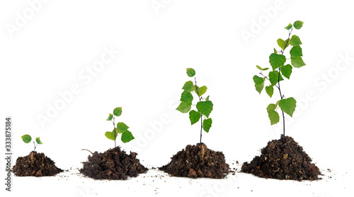 Four Saplings on white background