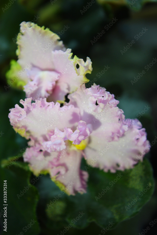 Pink flowers of home violet blossomed with bright petals. Spinning leaves, flower petals with a sparkle and furry border are among green leaves. Pink flowers of home violet blossomed with bright petals. Spinning leaves, flower petals with a sparkle and furry border are among green leaves.