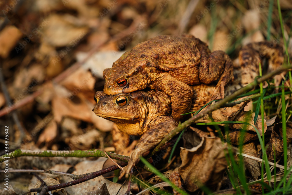 Fototapeta premium Pair of mating common toads (Bufo bufo). Spring in the Czech Republic