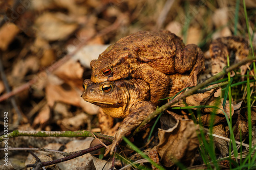 Pair of mating common toads (Bufo bufo). Spring in the Czech Republic