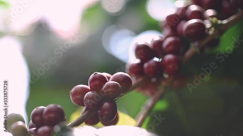 The Thai Arabica coffee bean photo