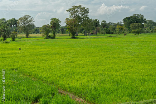 Rice green field and trees  Sri Lanka