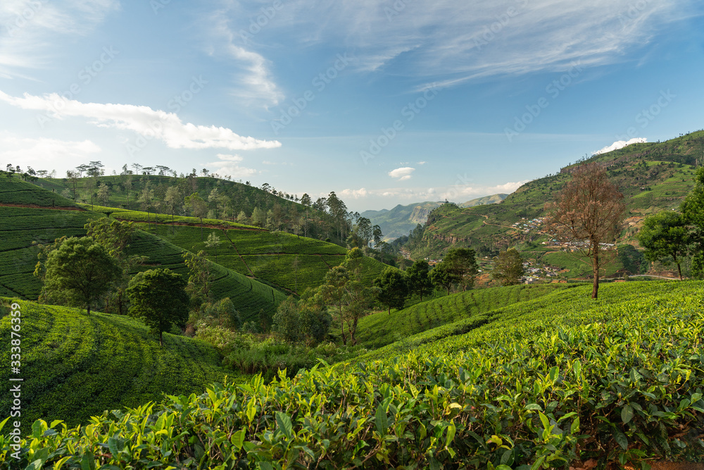Nuwara Eliya, Sri Lanka, green tea plantations terrains.