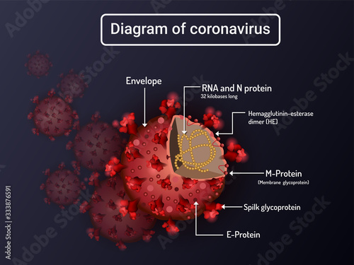 Composition and Divergence of the Novel Coronavirus (2019-nCoV), Wuhan coronavirus 2019-ncov concept.