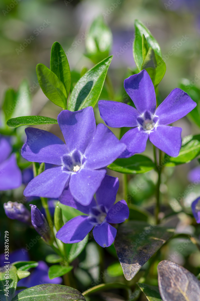 Fototapeta premium Vinca minor lesser periwinkle ornamental flowers in bloom, common periwinkle flowering plant, creeping flowers
