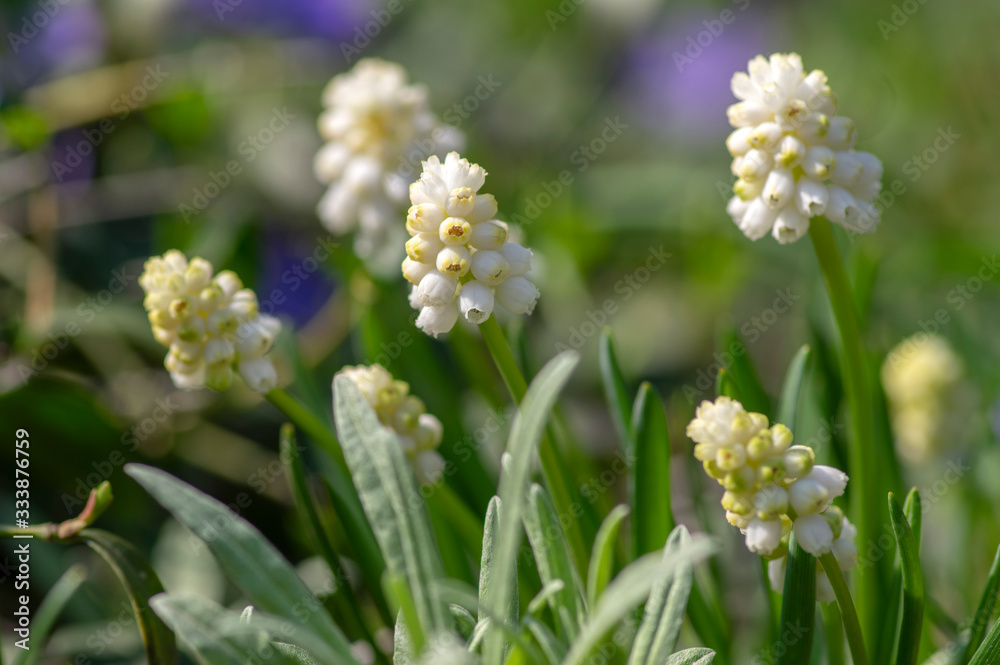 Muscari aucheri white flowering flowers, group of bulbous plants in bloom, green leaves Muscari aucheri white flowering flowers, group of bulbous plants in bloom, green leaves