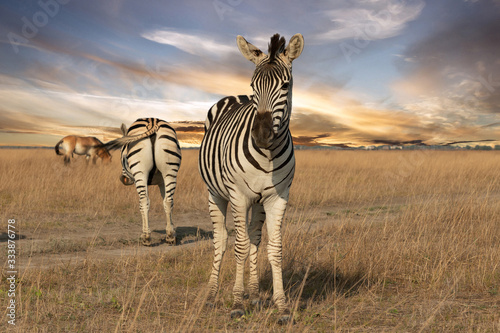 Zebra animals on the grass steppe  autumn sunset landscape.