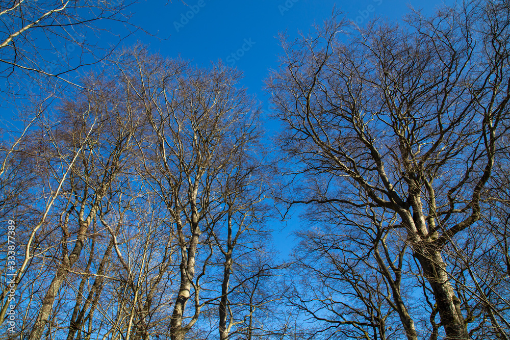 Dalby Söderskog, Europe's smallest national park, with noble deciduous forest and many other plants, located at Dalby in southern Skåne, Sweden. Dalby Söderskog, Europe's smallest national park, with noble deciduous forest and many other plants, located at Dalby in southern Skåne, Sweden.