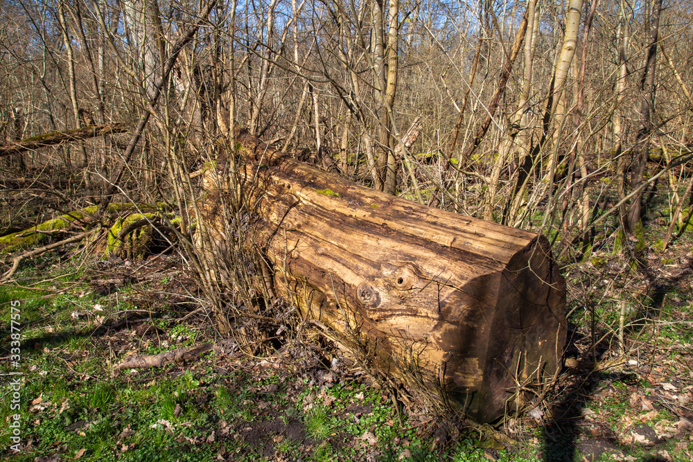 Dalby Söderskog, Europe's smallest national park, with noble deciduous ...