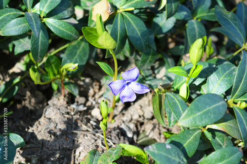 Bright and colorful weaving Ukrainian flowers of periwinkle with violet flowers visited by the bright spring sun.