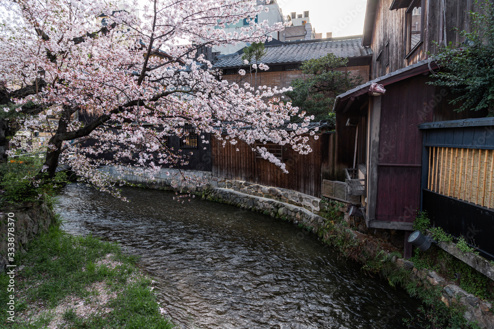 日本 京都 祇園白川の桜と春景色