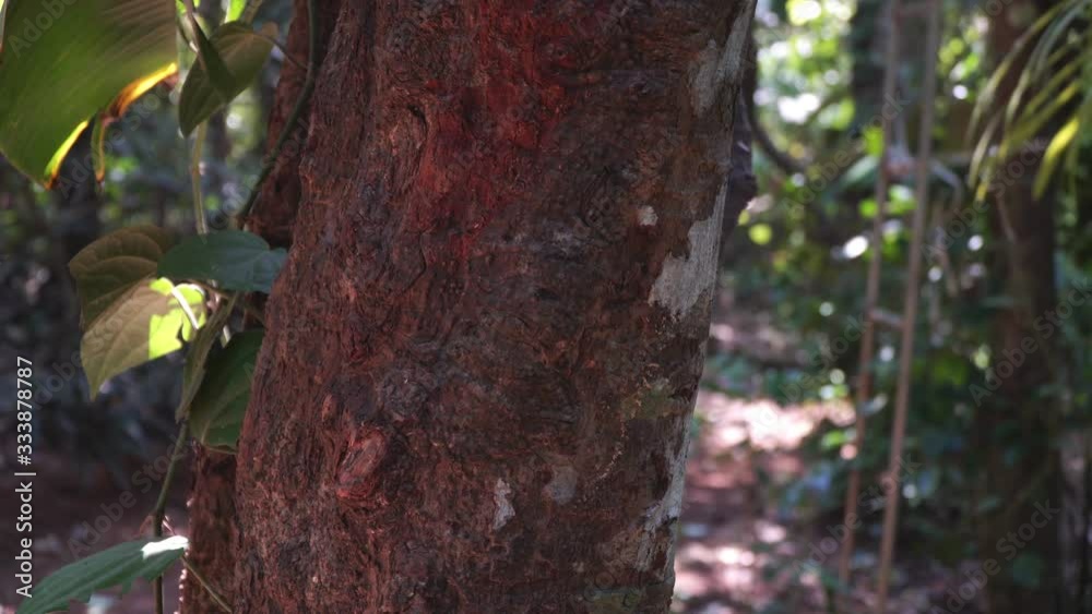 Cinnamon tree in the forest. Cinnamon bark, close-up. Cinnamon tree on a spice plantation