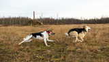 Dogs running in autumn field at cloudy day