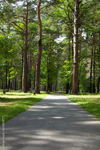 Park in summer. Pinary in sunny day. Path and bench under green pine trees © Olga_siberia